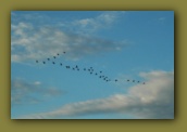 Magpie geese (apparently the tastiest poultry in the world)